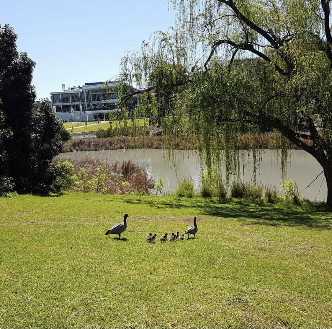 جامعة فلندرز – University of Flinders